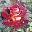 Роза чайно-гибридная ‘Eddy Mitchell’